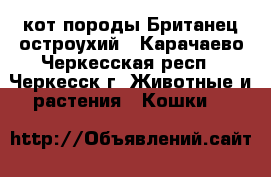 кот породы Британец остроухий - Карачаево-Черкесская респ., Черкесск г. Животные и растения » Кошки   
